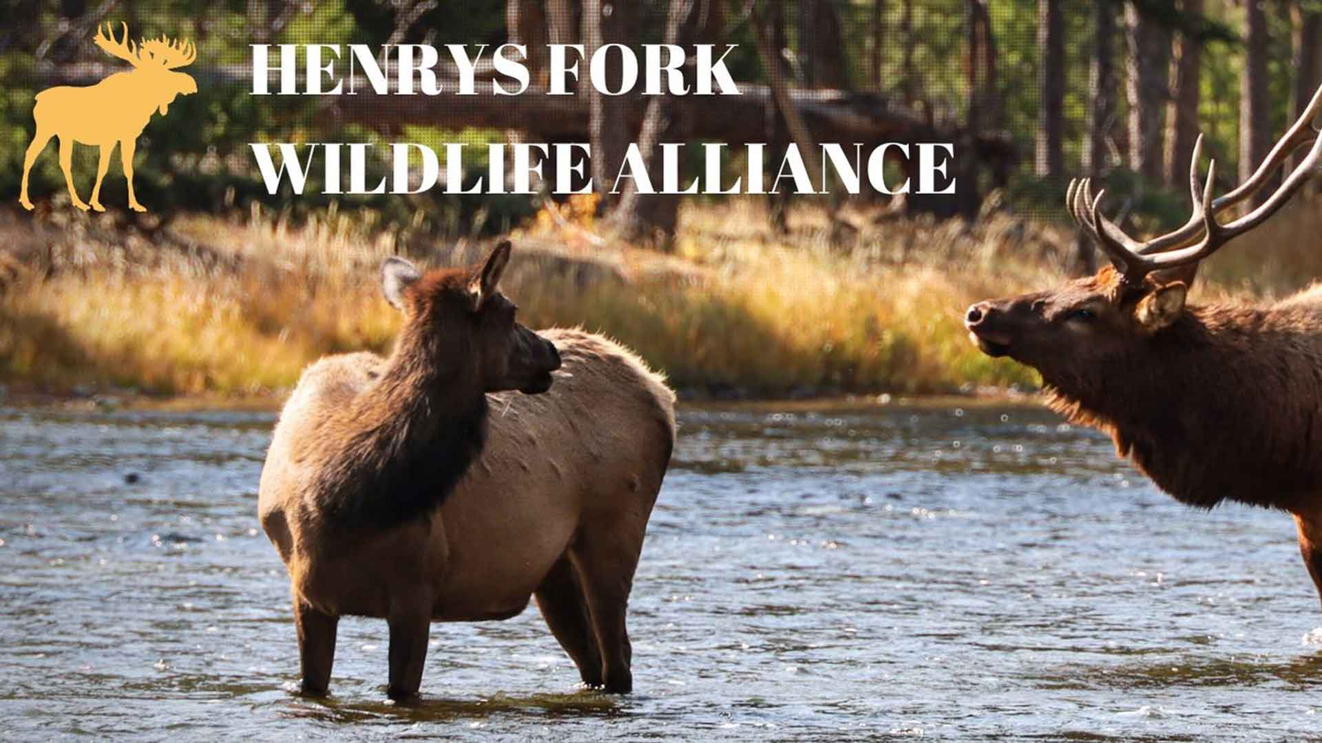 Henry’s Fork Wildlife Alliance