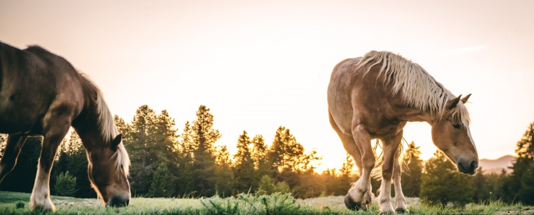 Yellowstone Horses