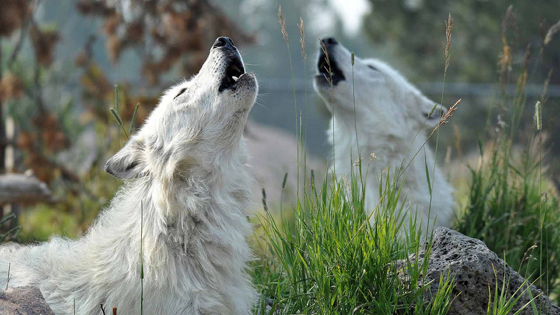 Wolves