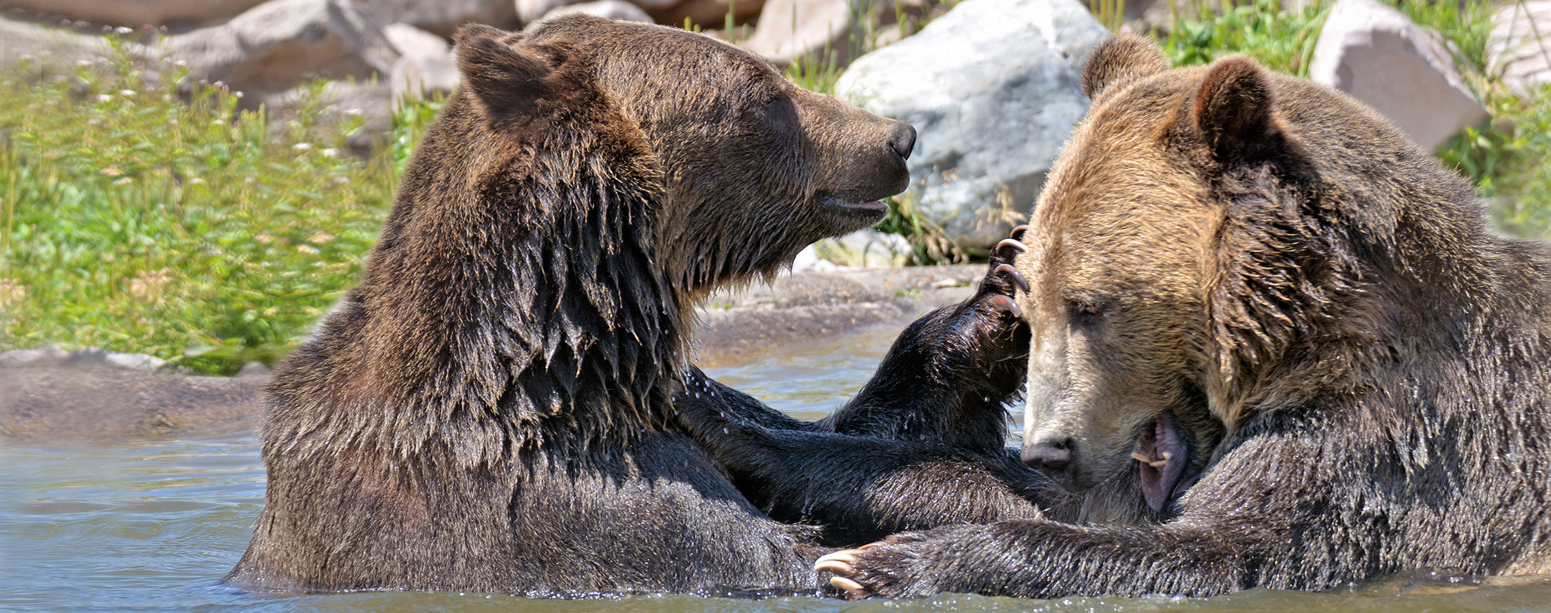 Grizzlies