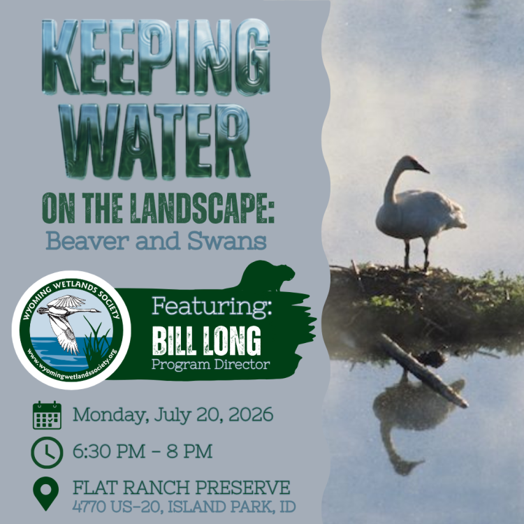 Keeping Water on the Landscape in the GYE: Beaver and Swans