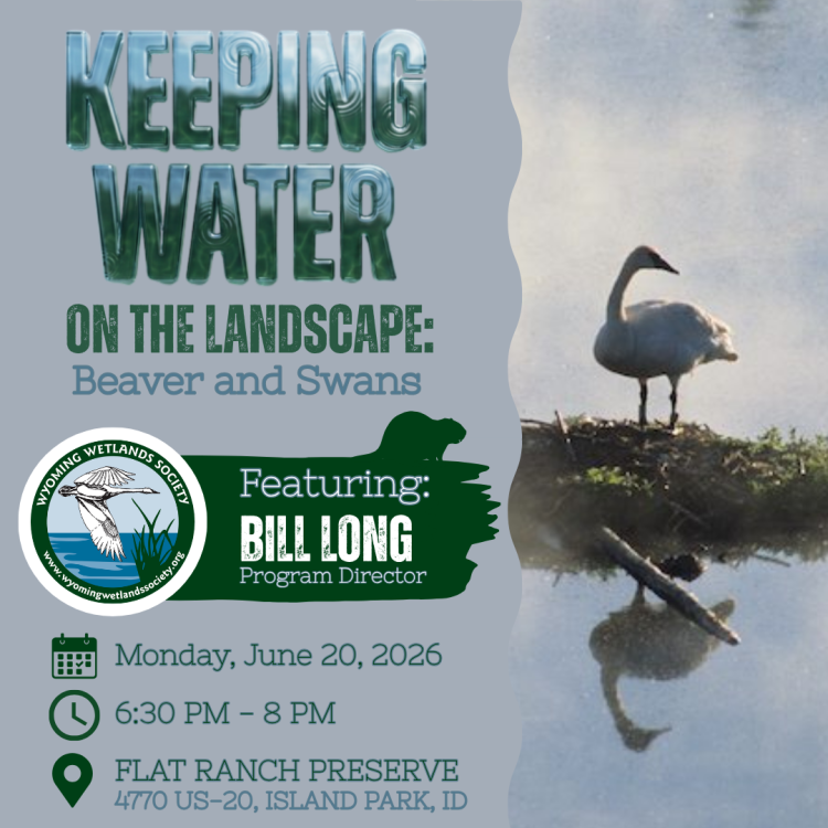 Keeping Water on the Landscape in the GYE: Beaver and Swans