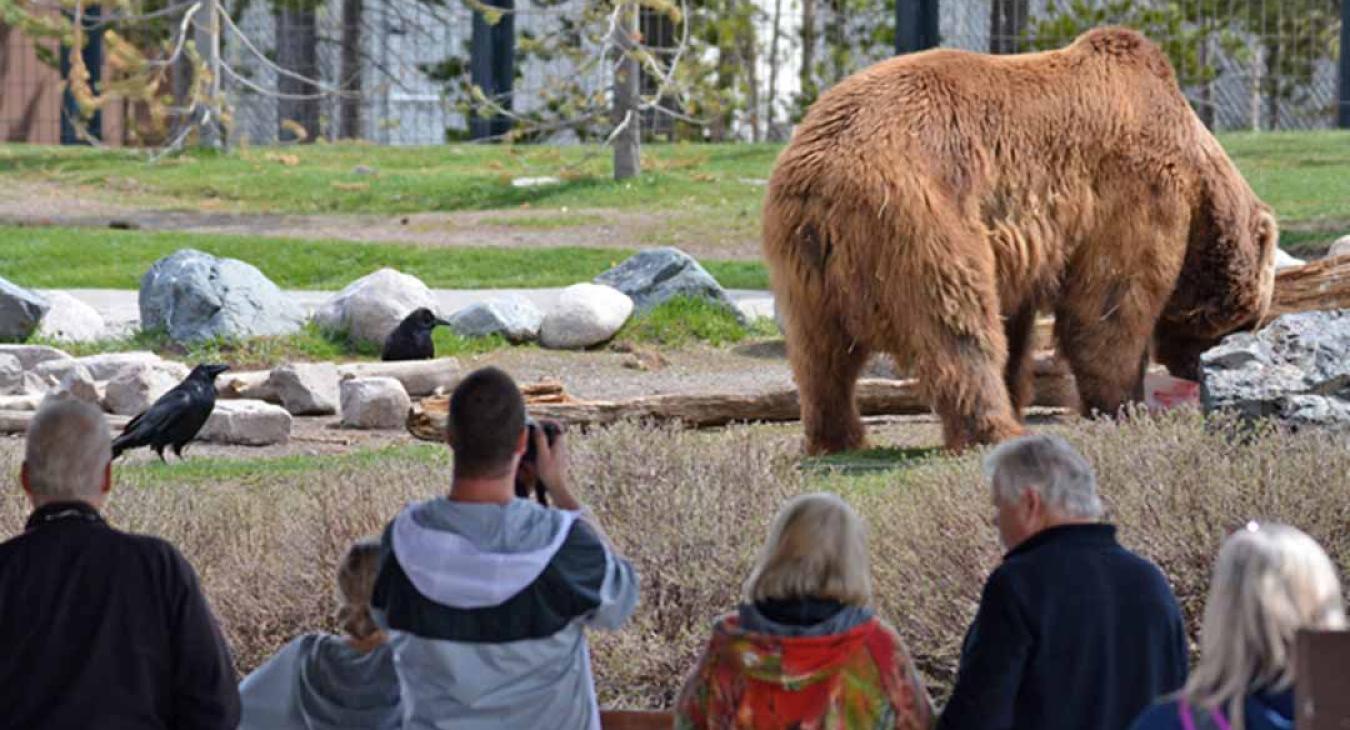Grizzly bear up close at the Grizzly and Wolf Discovery Center in West Yellowstone Montana