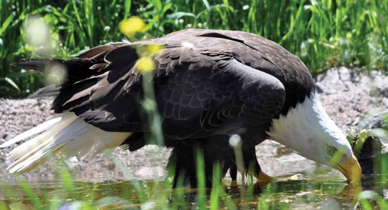 Eagle Drinking