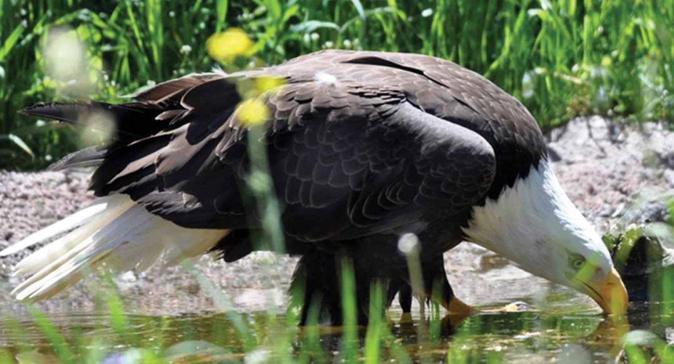 Bald eagle drinking from pond at the Grizzly and Wolf Discovery Center West Yellowstone Montana