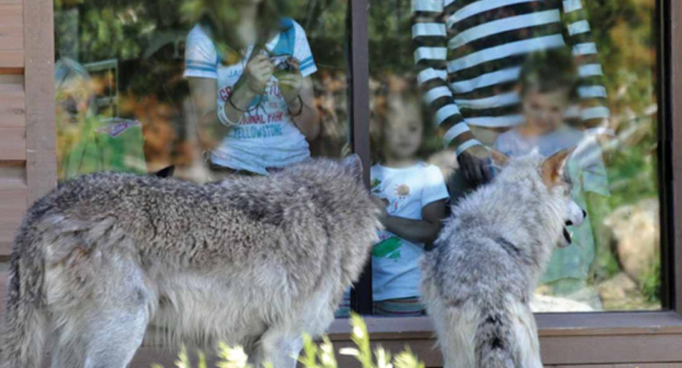 Gray wolf on display at the Grizzly and Wolf Discovery Center near Yellowstone National Park