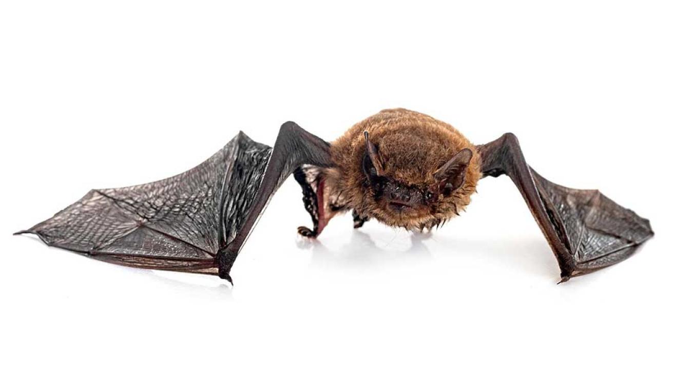 Bat Feces Removal