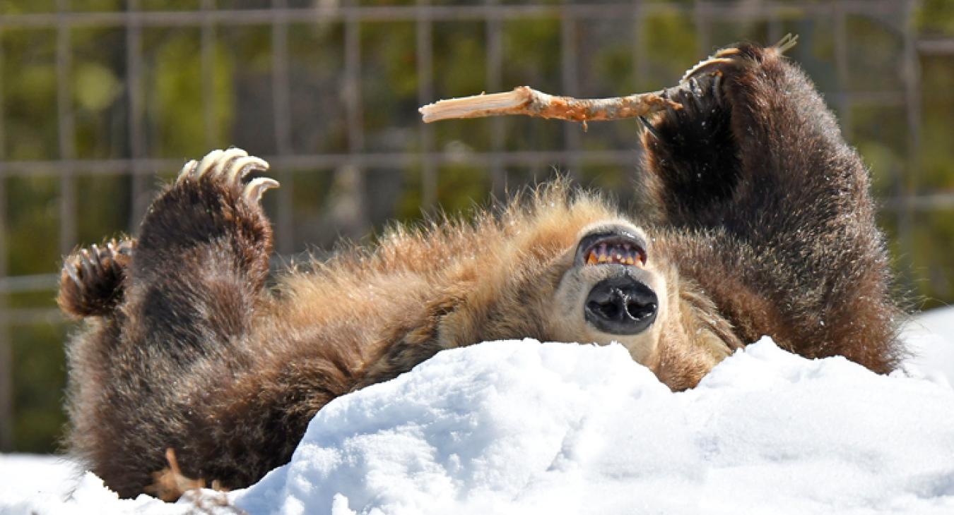 Grizzly & Wolf Discover Center