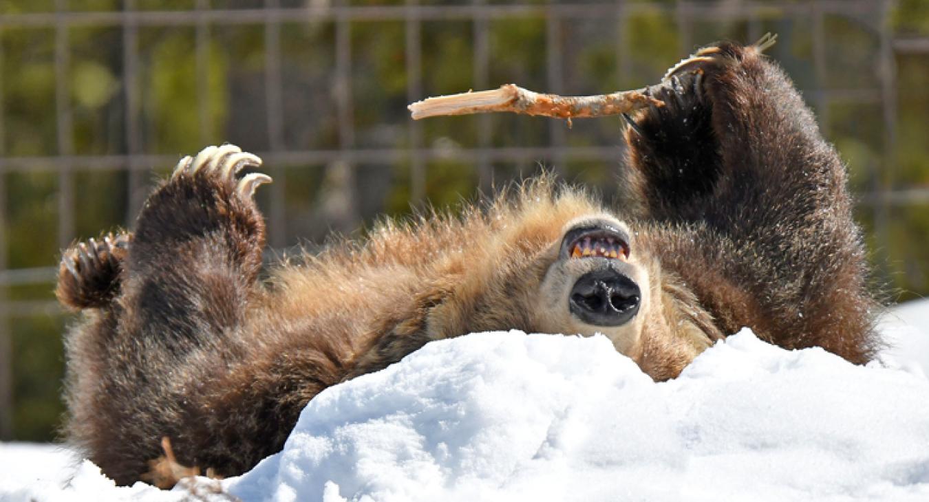 Grizzly bear ambassador at the Grizzly and Wolf Discovery Center one block from Yellowstone National Park