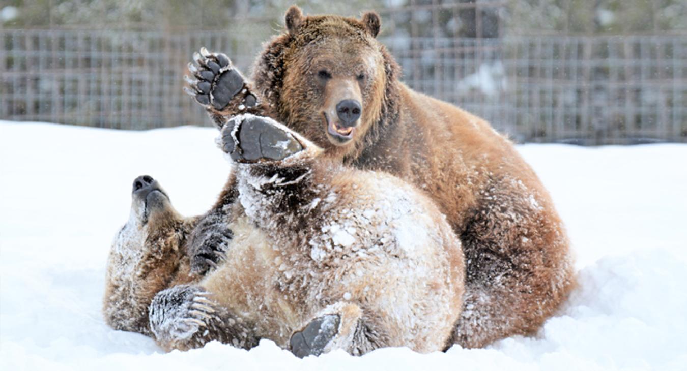 Grizzly bears in habitat at the AZA accredited Grizzly and Wolf Discovery Center West Yellowstone Montana
