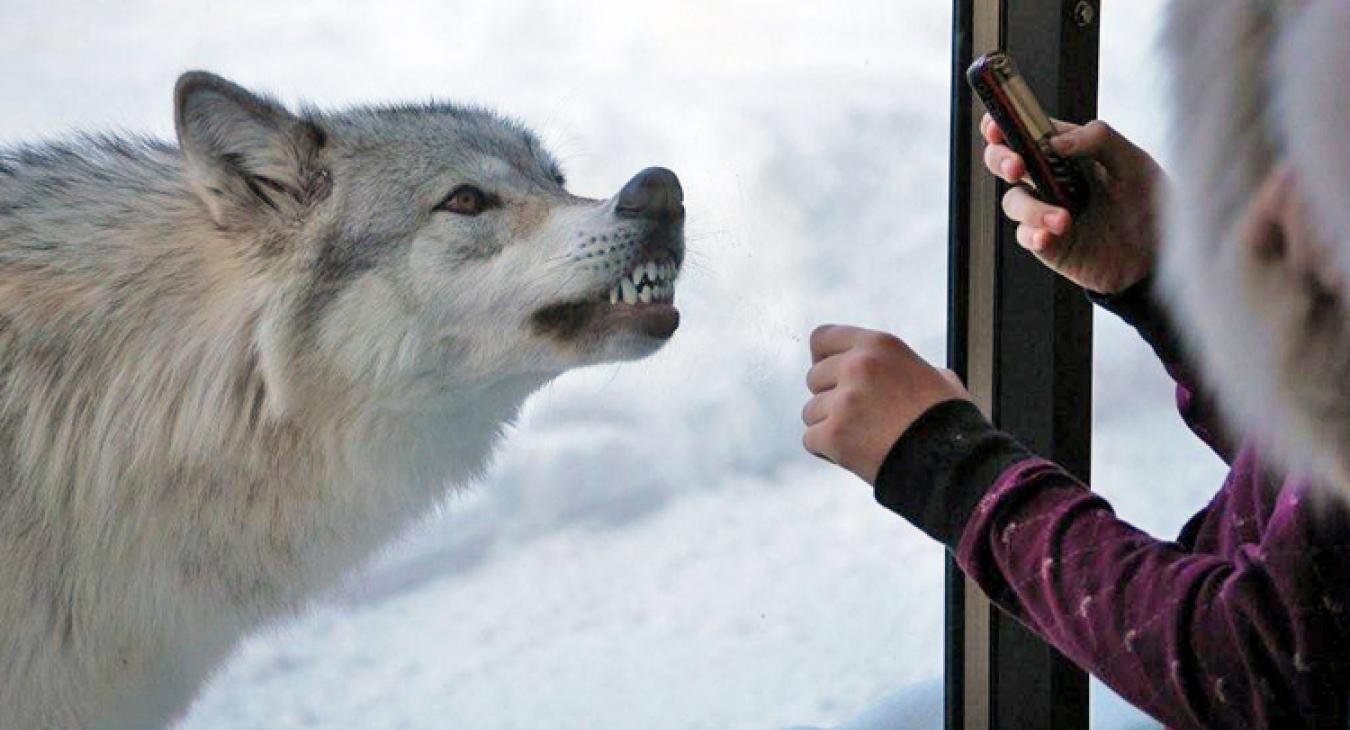 Grizzly & Wolf Discover Center