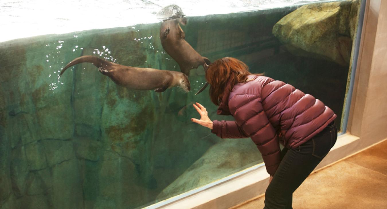 River otters playing in the Banks of the Yellowstone exhibit at the Grizzly and Wolf Discovery Center