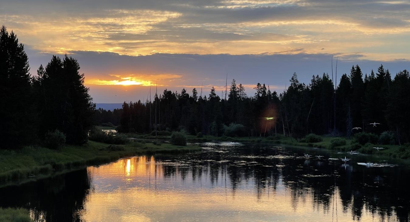 Sunset reflecting on the Henry's Fork of the Snake River with trumpeter swans in Island Park Idaho