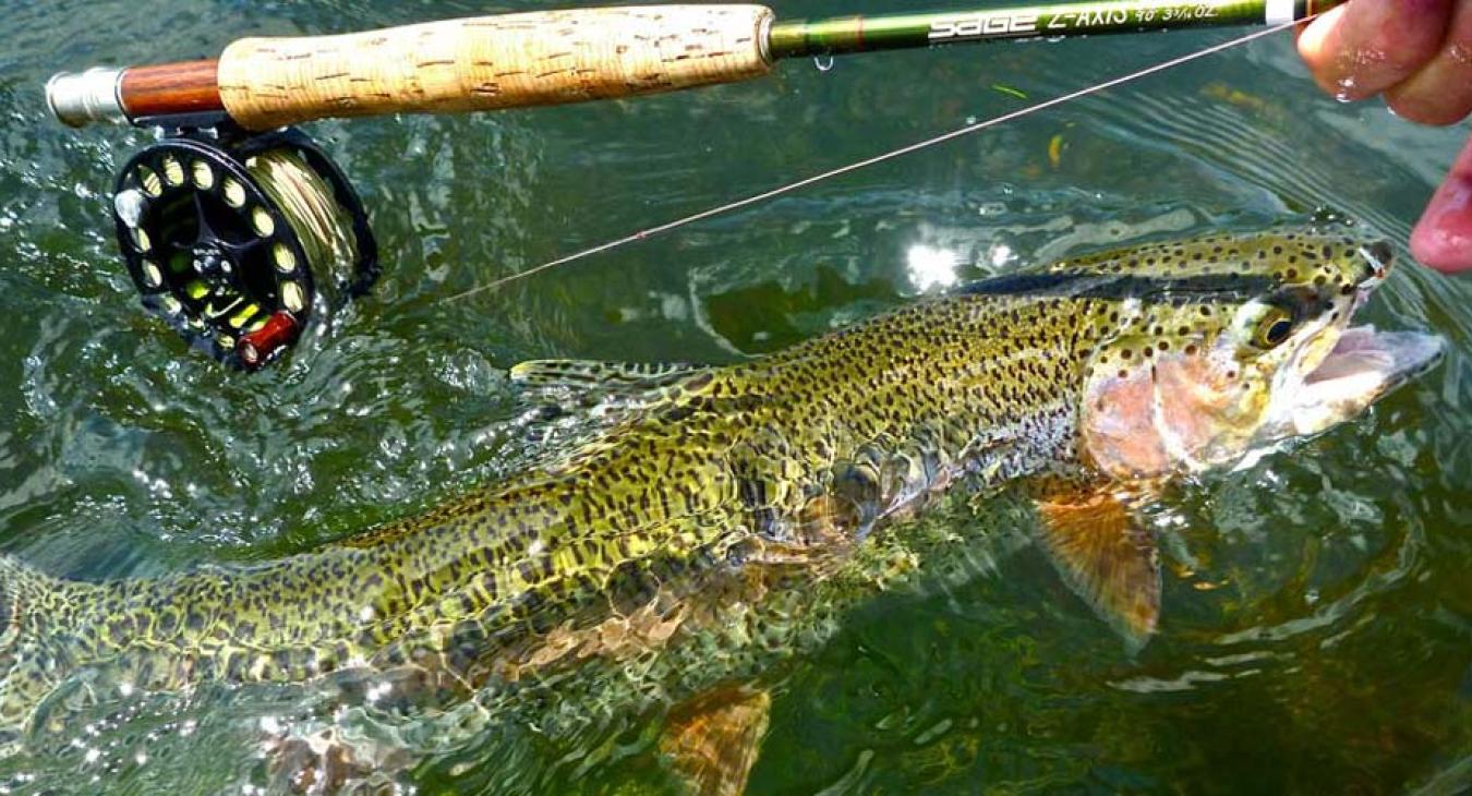 Wild rainbow trout caught on a fly rod on the Henry's Fork of the Snake River near Anglers Lodge Island Park Idaho