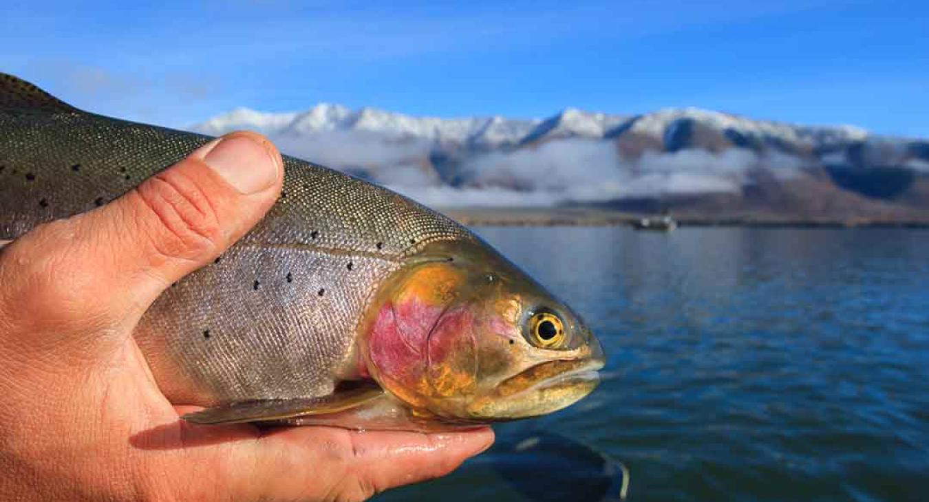 Realeasing Cutthroat Trout Henrys Lake, Idaho