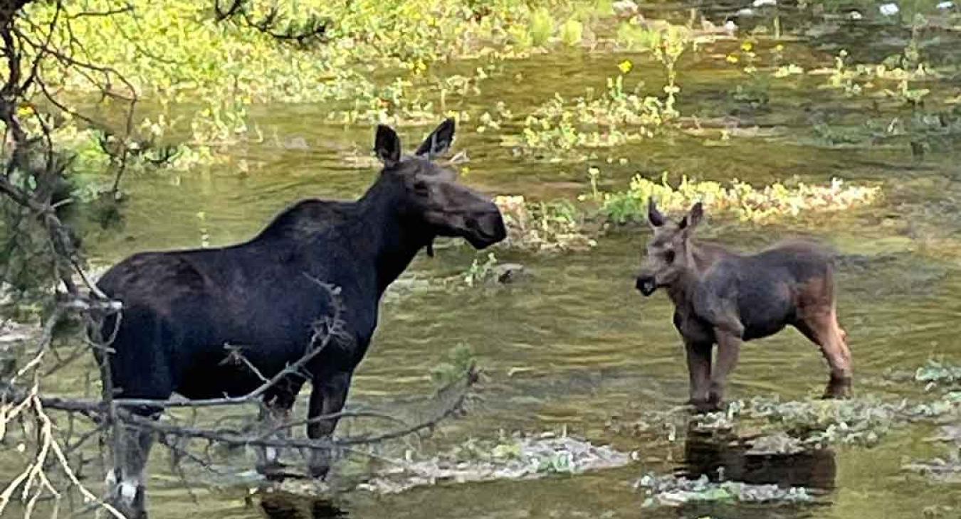 Henry’s Fork Wildlife Alliance