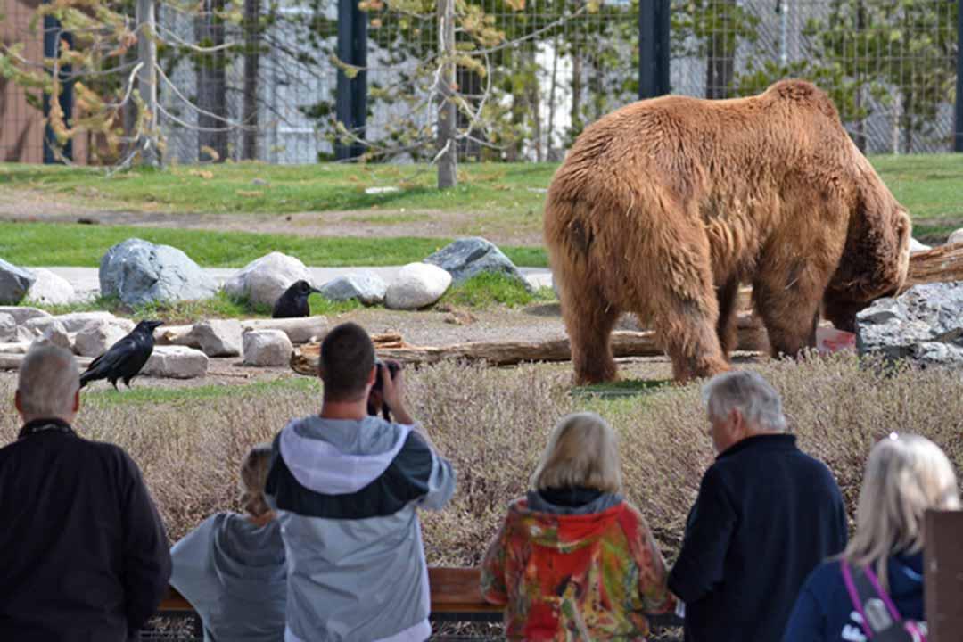 Grizzly Viewing