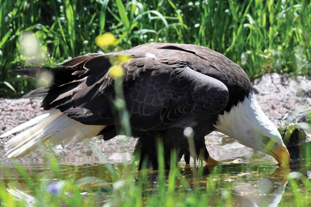 Eagle Drinking