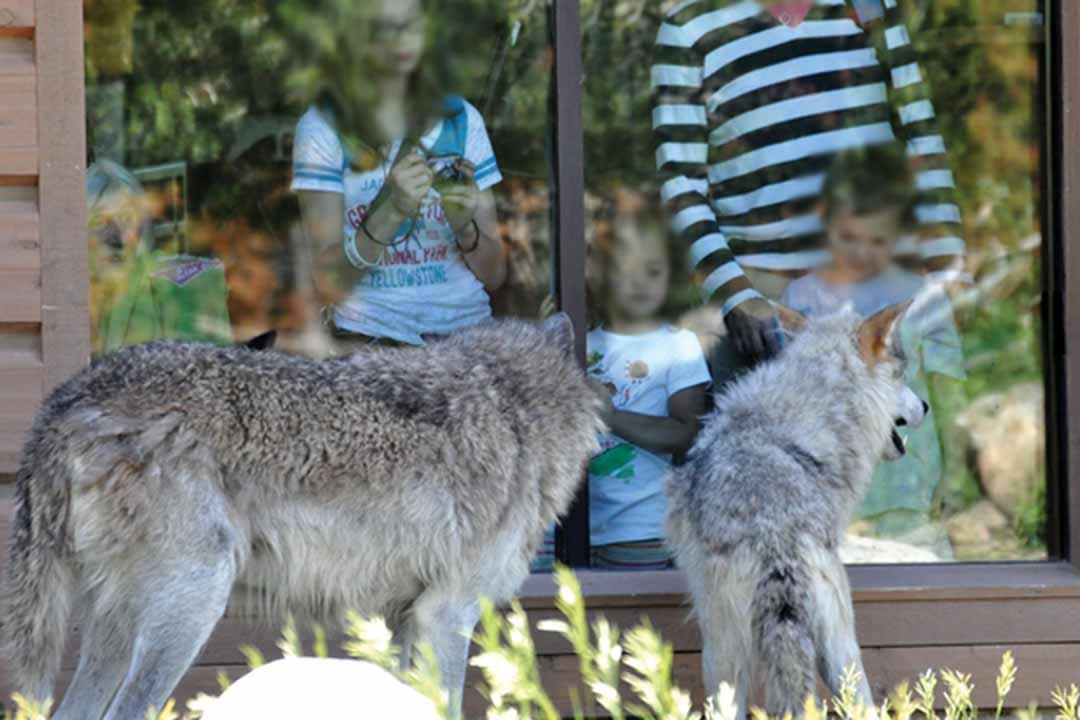 Wolf Viewing