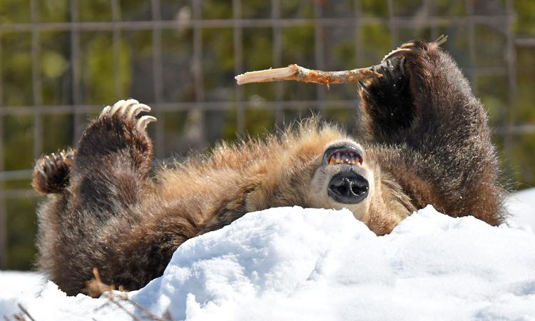 Grizzly & Wolf Discover Center