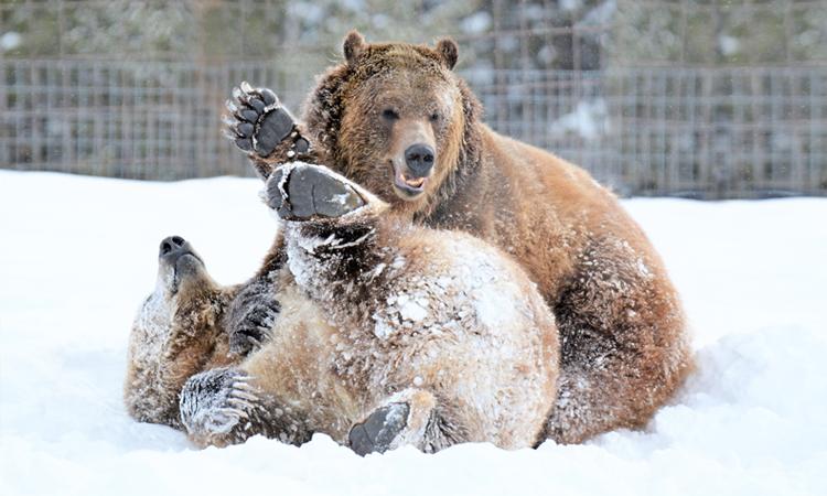 Grizzly & Wolf Discover Center