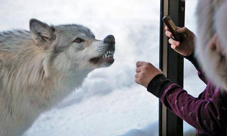 Grizzly & Wolf Discover Center