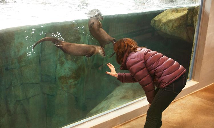 Grizzly & Wolf Discover Center