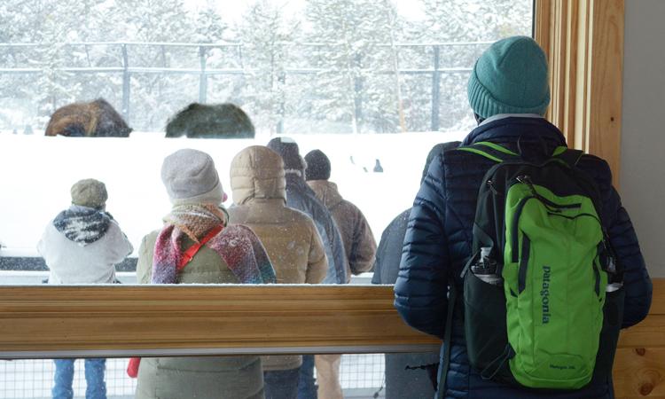 Grizzly & Wolf Discover Center