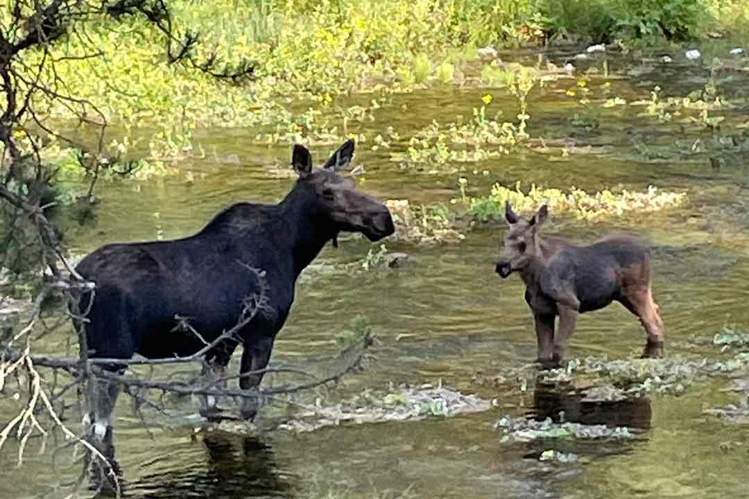 Henry’s Fork Wildlife Alliance