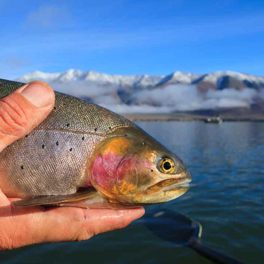 Realeasing Cutthroat Trout Henrys Lake, Idaho