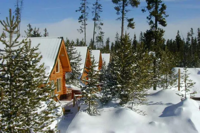The Pines